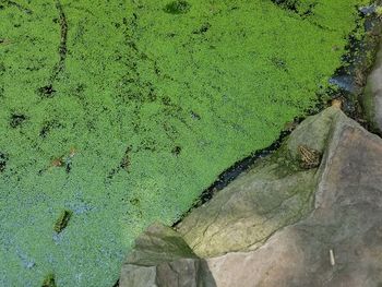 High angle view of leaf in water