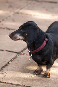 Close-up of black dog