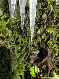 Close-up of fresh plants against trees in water