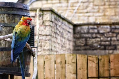 Colorful macaw perching on stick