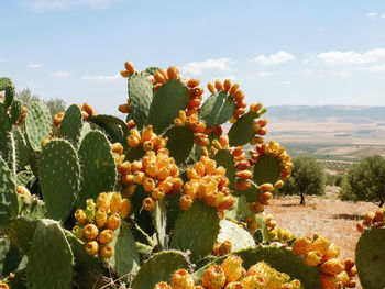 Cactus with edible buds. landscape of tunisia.