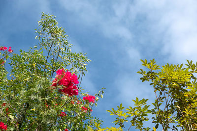 Low angle view of flowering plant against sky