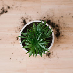 Bamboo palm hamedorea in a pot in the process of transplanting, top view