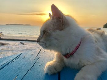 White cat lying on beach against sky during sunset