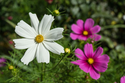Close-up of cosmos flowers blooming outdoors