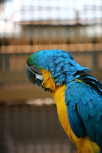 Close-up of blue parrot perching