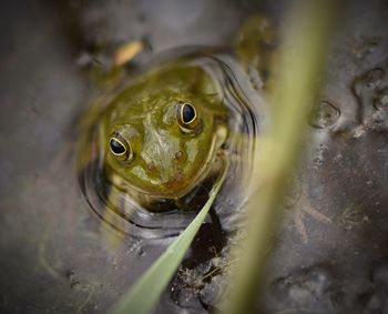 Close-up of frog in lake