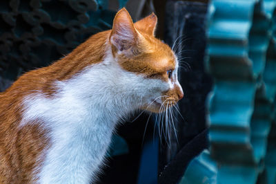 Close-up of cat