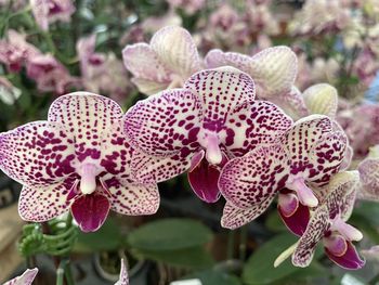 Close-up of pink flowering plant