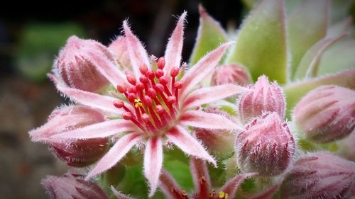 Close-up of pink flowering plant