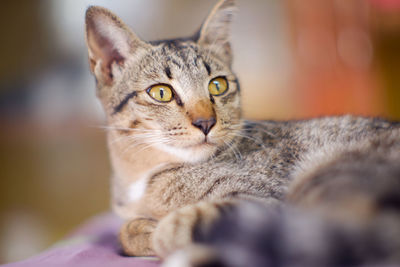 Close-up portrait of a cat at home