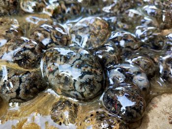 Full frame shot of shell on rock