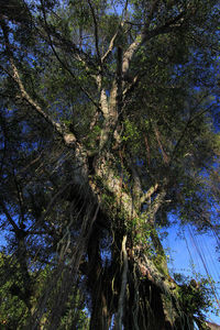 Low angle view of trees in forest