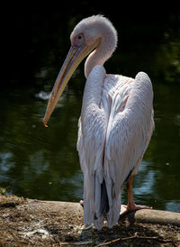View of pelican at lakeshore