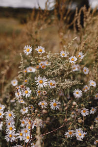 Close-up of flowering plants on field