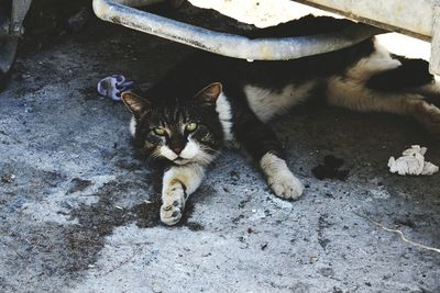 Cat looking away