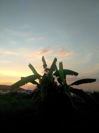 Plants growing on field against sky during sunset