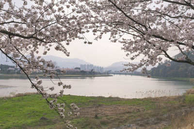 Cherry tree by lake against sky