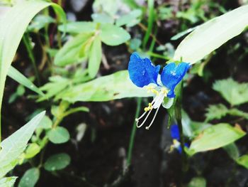 Close-up of insect on flower