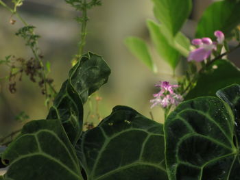 Close-up of purple flowering plant
