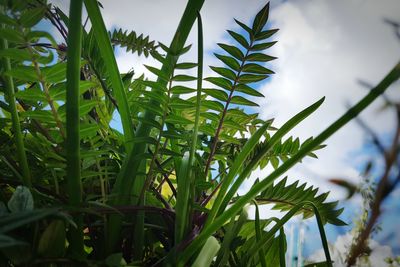 Low angle view of leaves against sky