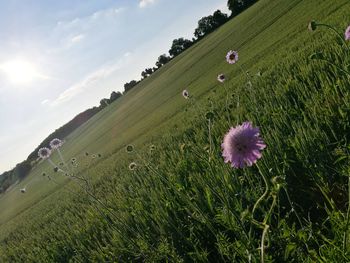 Scenic view of flower field against sky