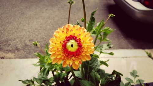 Close-up of yellow flower