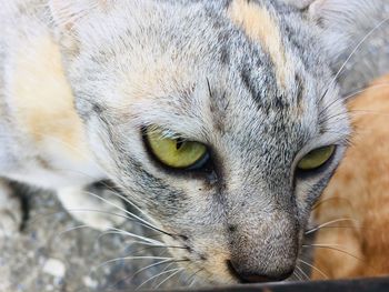 Close-up portrait of a cat