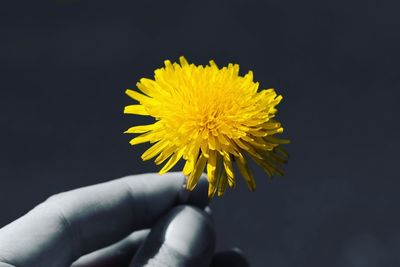 Close-up of hand holding yellow flower against black background