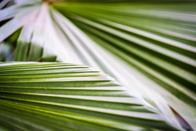 Close-up of palm leaf