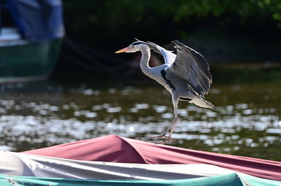 Close-up of bird in lake