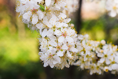 Close-up of white cherry blossoms in spring