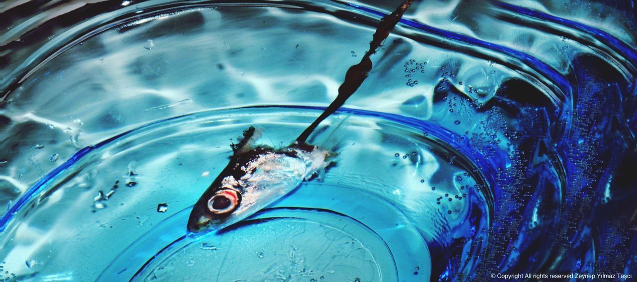 HIGH ANGLE VIEW OF FISH IN AQUARIUM