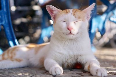 Portrait of cat relaxing outdoors