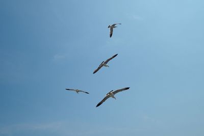 Low angle view of birds flying against sky