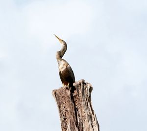 Bird perching on wooden post