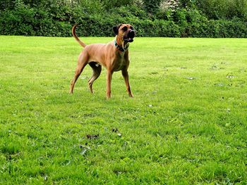 Dog on field