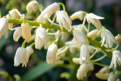 Close-up of white flowering plant