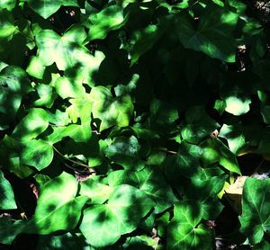 Close-up of leaves in water