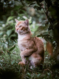 Cat sitting on grass