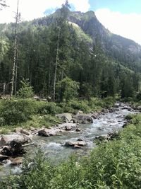 Scenic view of stream flowing through forest