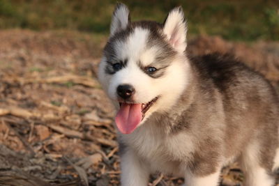 Close-up of a dog