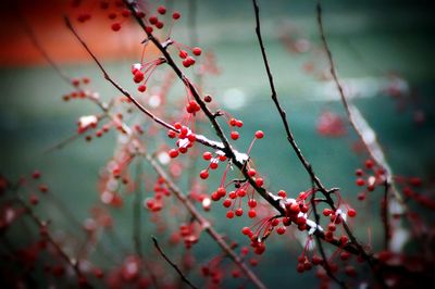 Close-up of plant against blurred background