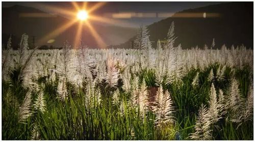 Plants growing on field