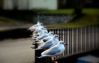 Birds in row
