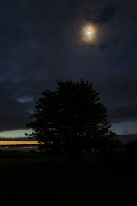 Silhouette tree against sky at night