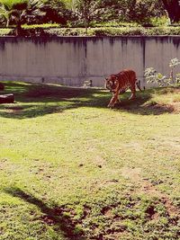 Horse grazing on grass