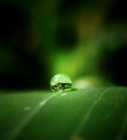 Close-up of spider on leaf