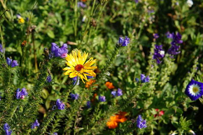 Close-up of purple flowering plants in park