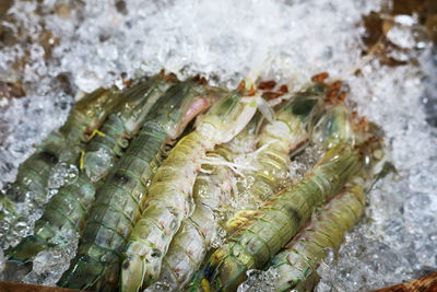 High angle view of fish for sale in market
